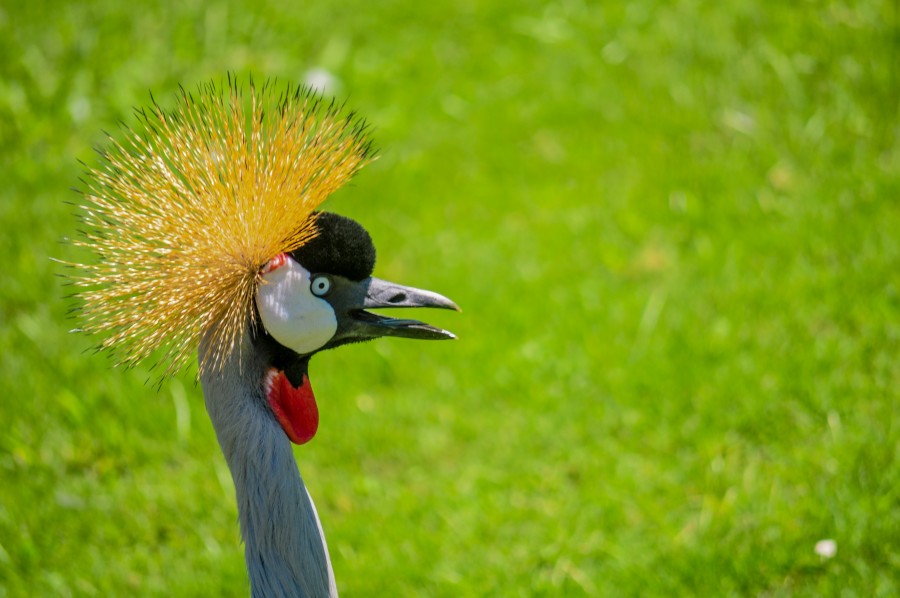 pássaro, vida, natureza animais, coroado, guindaste, balearica regulorum, uganda, pena amarela, coroa, símbolo nacional, de, uganda, plumage, Gruiformes