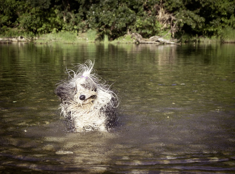 cão, engraçado, molhado, banho, rio, entretenimento, animais molhado, seco, seco, cabelo,