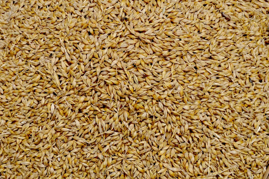 fundo, fundo, grão, grãos, alimento, alimento, trigo, close-up,