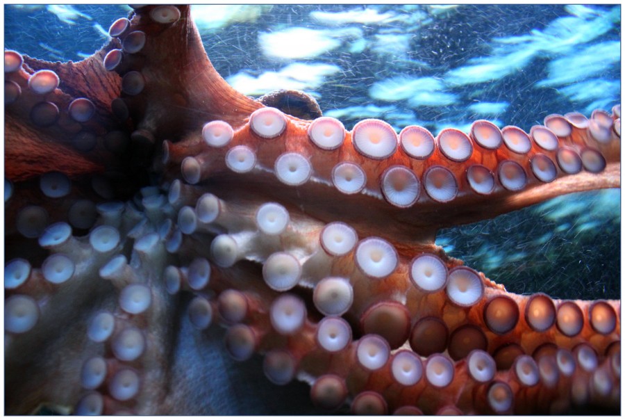 polvo, animais marinhos, mar, tentáculo, primeiro plano, ventoso,