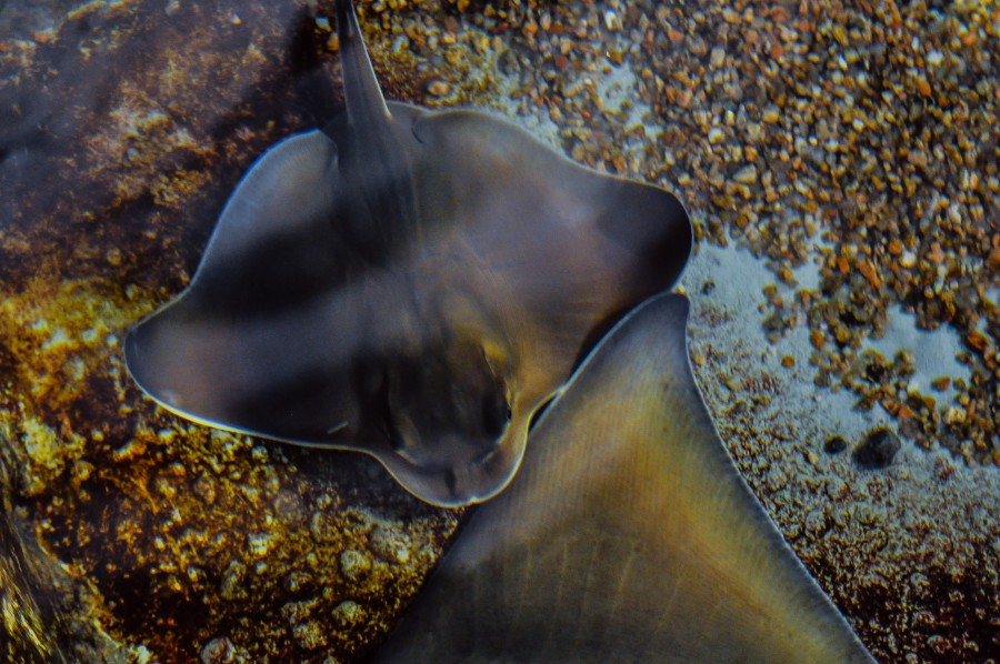 águia do mar, vira-lata, Atlântico ocidental, águas marinhas, barbatanas, chordata, peixe animal, peixe, aquário, tanque de peixes, Rajiformes, Myliobatis goodei, espécies ovovivíparas, peixe raio