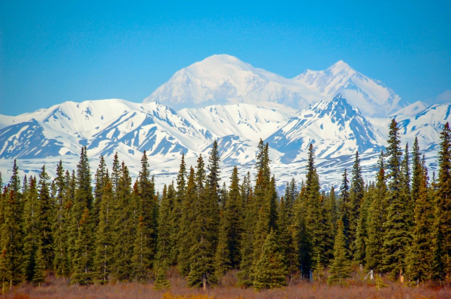 montanha, paisagem, neve, nevado, floresta, pinho, pinho, natureza, céu azul,