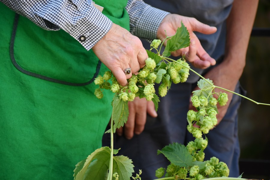 lúpulo, planta, detalhe, natureza, exterior, fruta, flor, amargura, cerveja, ofício, homem, produtor, plantação, coleção,