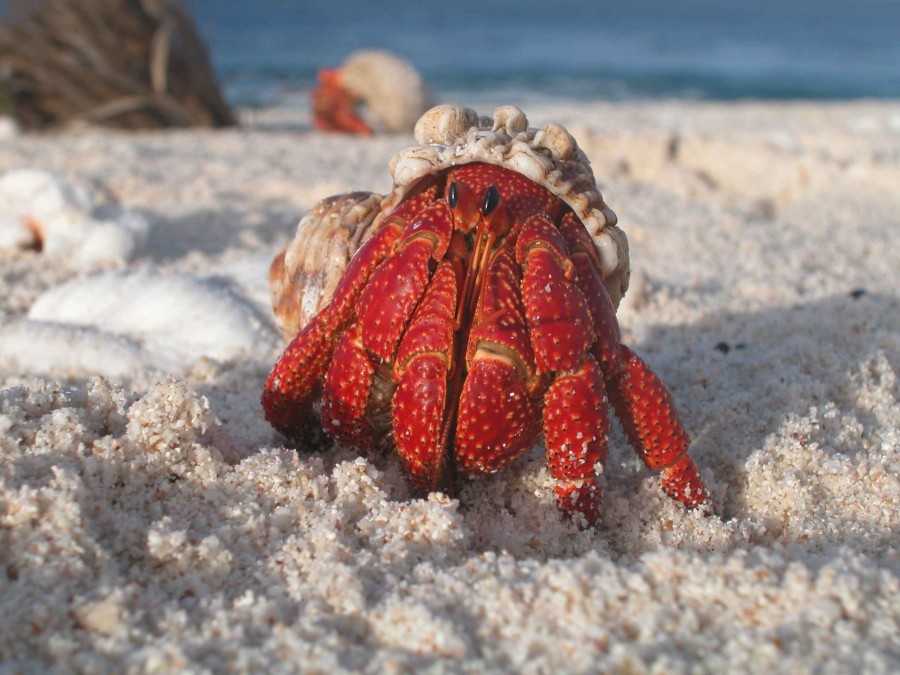 caranguejo, eremita, vermelho, praia, areia, invertebrado, molusco, natureza, crustáceo, fauna marinha,