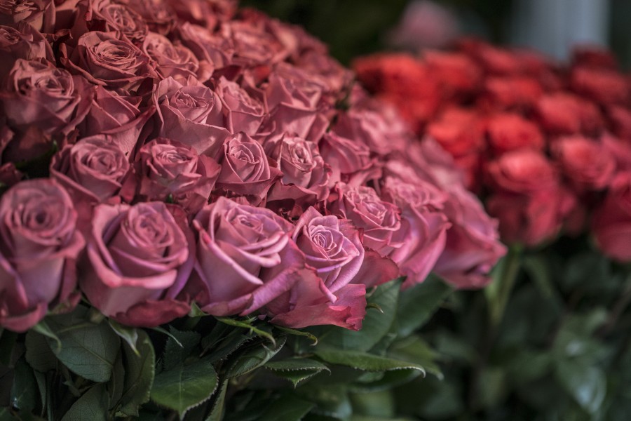 rosas, flores, buquê de rosas, vermelho, primavera, colorido, fragrância, perfume, florista,