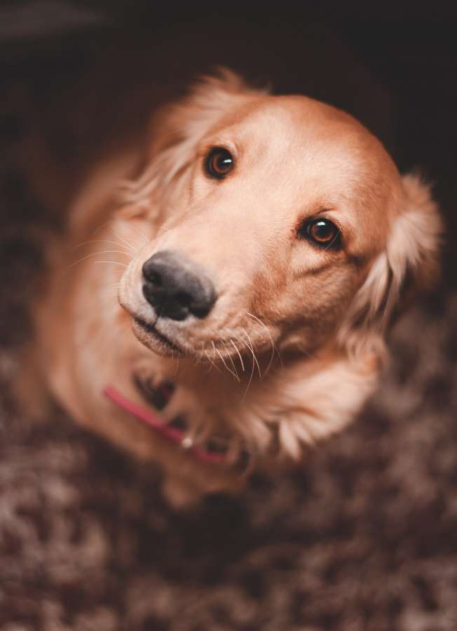 raça pura, retrato, animal de estimação, cão, doméstico, canino, animal, mamífero, fofo, dourado, retriever, retriever dourado, estúdio, foto de estúdio, olhando para a câmera, vista frontal, um animal, procurando, raça, jovem, vertebrado, sem pessoas , adorável, ninguém, linhagem, plano de fundo, ambiente interno, temas de animais, animal doméstico, boca aberta, sentado, feliz, beleza, linhagem, marrom, fotografia, branco, amigável, bonito, animal jovem
