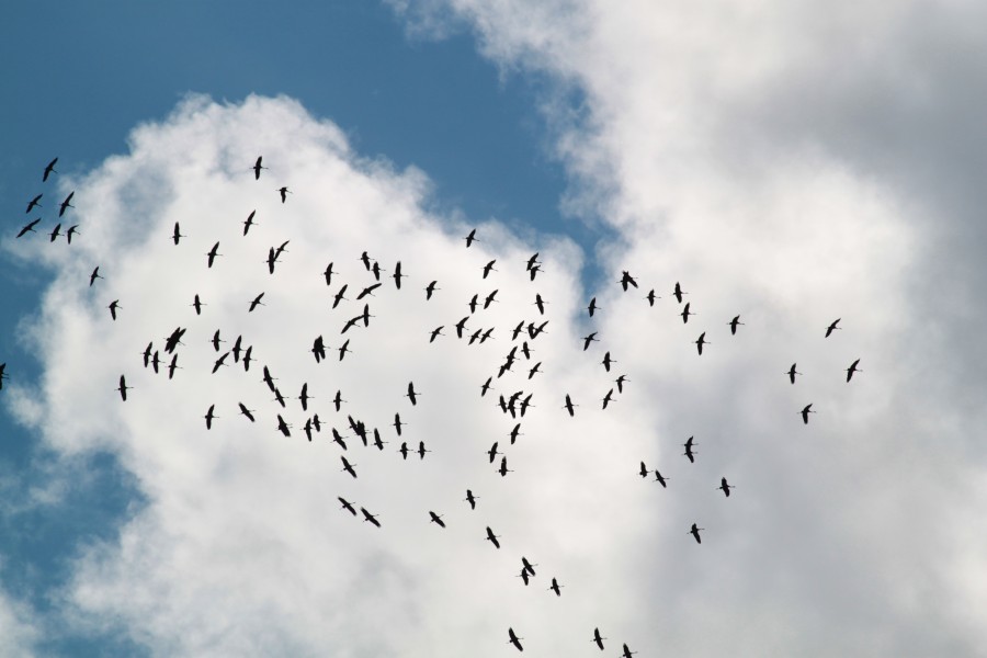 céu, nublado, dia, bando de pássaros, pássaros, voando, campo, rural, muitos, muitos, mau tempo, tempo, tempestade, migração,
