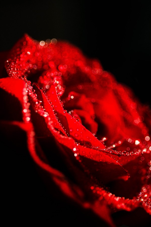 rosa, vermelho, flor, fundo preto, paixão, molhado, orvalho, conceito,