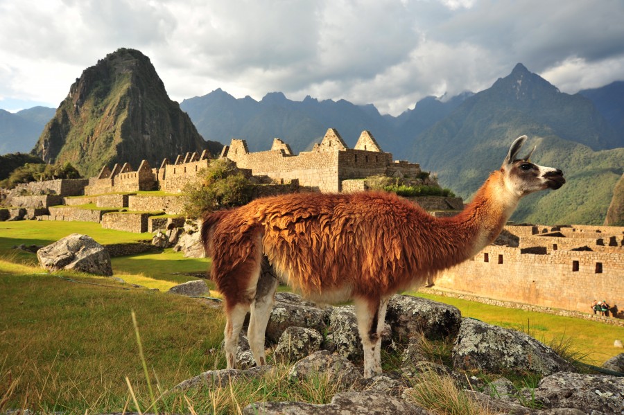 Machu Picchu, Machu Pichu, Peru, América, latim, latim, montanha, paisagem, dia, lugar turístico, turismo, maravilha, civilização, Inca, ruínas, ruína, chama, aninal,