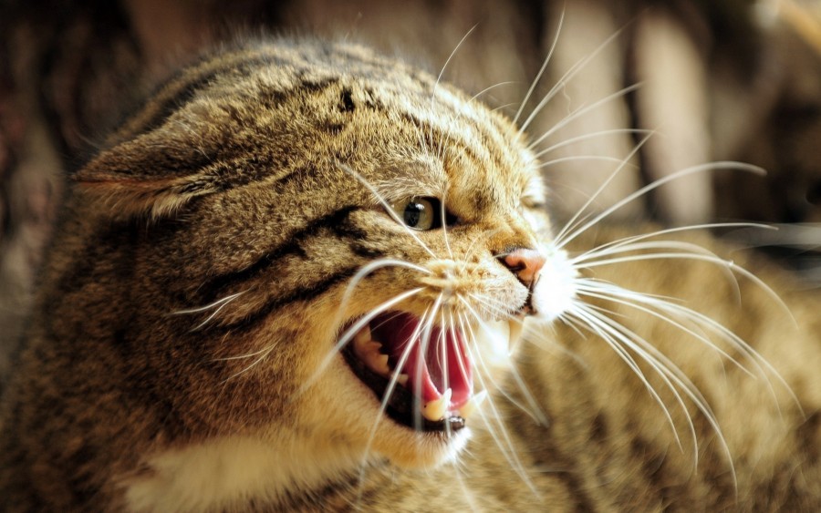 gato bravo, mostrando os dentes, dentes, raiva, defesa, ataque, gatinho, gato bebê, animais jovens, agressivo, caça, gato, pele, linda, animais, carnívoros, fofo, cabelo, bebê, mamífero, pata, animais de estimação brincalhão, retrato, puro-sangue, pequeno, curioso, querido, fotos grátis, imagens grátis, gato doméstico, retrato de cabeça animal, gato roiled, bonito, gatinho, animais, fotografia, olhando para câmera, animal doméstico, animal jovem, Cor, Dia, Horizontal, Interior, Animal de Estimação, Ninguém, Olho de animal, Parte do corpo animal Temas de Animais, Fofo, adorável, animal de estimação, peludo, juba, cores, cabelos, listras, felino, gatinho, micifuz, michino, Madri, Felido, Gatuno