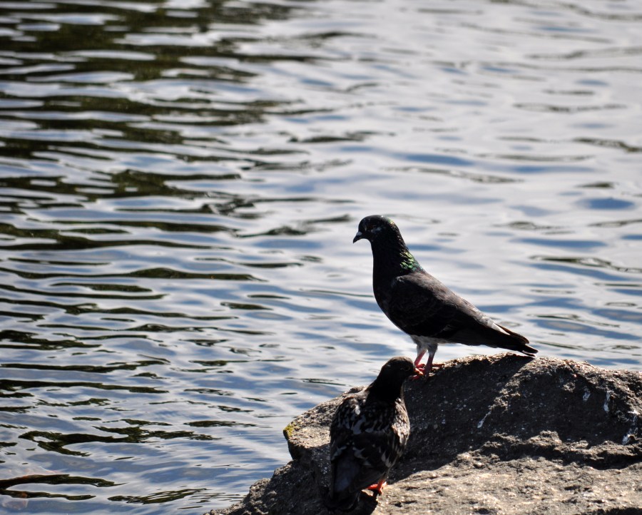 pombo, animais rock, lago, pombos