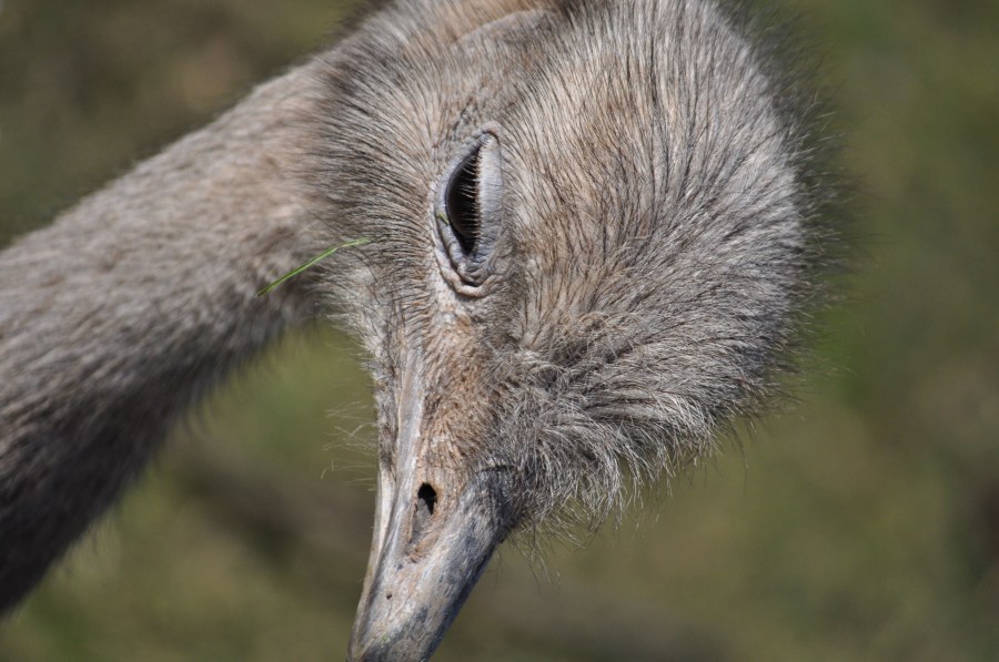 Avestruz, um pássaro animal, olho, penas, plumagem, bico, rápido, velocidade, África, Africano, Altura, Animais, Aparência, Pássaro, Avestruzes, Aviária, Cabeça, Conservação, Conserve, Pescoço, Struthio camelus