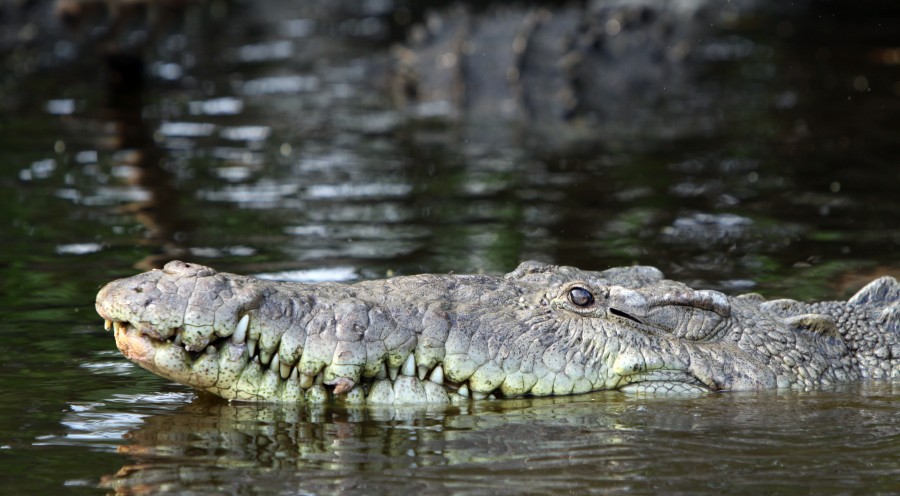 jacaré, animais caiman, crocodilo, crocodilo, crocodylidae, olho, vida selvagem, olhar, olhar, olho, réptil, réptil, reptilian, jardim zoológico, zoologic, jardim zoológico, predator,