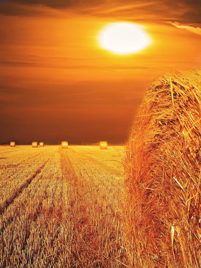 campo, pôr do sol, fardo, capim, secos, paisagem, ninguém, palha, dourado,