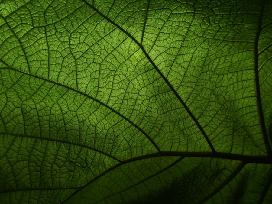 natureza, textura, folha, plano de fundo, planta, natural, árvore, verde, jardim, folhagem, fresco, verão, floresta, primavera, crescimento, ramo, cor, folhas, bela, branco, closeup, ao ar livre, espaço, beleza, meio ambiente, brilhante, projeto, isolado, flora, resumo, padrão, quadro, primeiro plano, detalhes, tropical, exuberante, orgânico, parque, macro, ao ar livre, decoração, madeira, arbusto, frescor, luz, decorativo, botânica, ensolarado, dia, botânico
