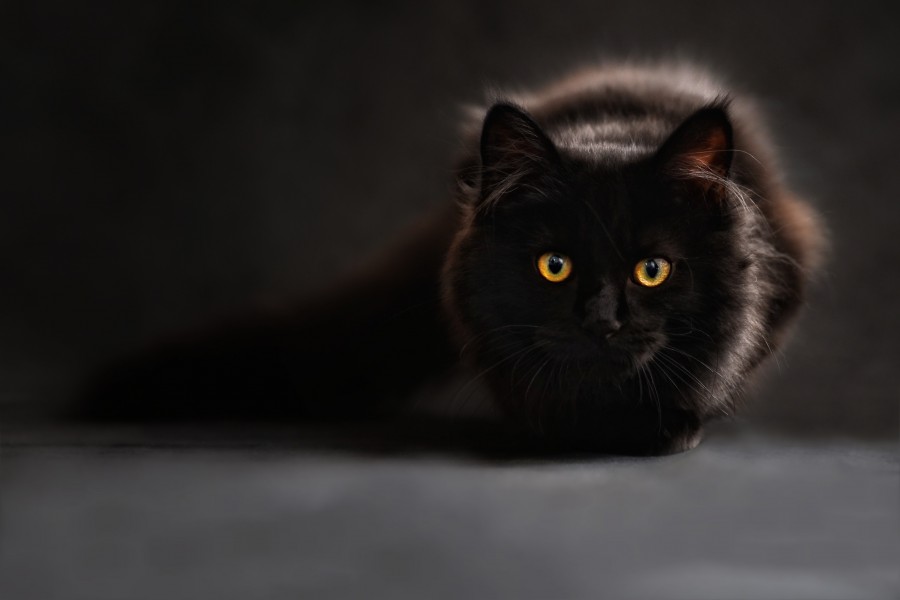 papéis de parede de HD, 4k wallpapers, resolução 4k, screensaver, fundo preto, gato preto, olhos amarelos, olhar, gatinho, gato bebê, animais jovens, agressivos, caça, gato, pele, adorável, animais, carnívoros, bonito fofo, cabelo, bebê, mamífero, pata, animais de estimação, brincalhão, retrato, puro-sangue, pequeno, curioso, querido, fotos grátis, imagens grátis, gato doméstico, retrato de cabeça animal, gato enrolado, fofo, gatinho, animais, fotografia , Olhando para a Câmara, Animal de Estimação, Filhote de animal, Imagem a cores, Dia, Horizontal, Interior, Animal de Estimação, Ninguém, Olho de animal, Temas de Animais, Um animal adorável, Animal de Estimação, Animal de Estimação, Peludo, Juba, cabelos, listras, felino, gatinho, micifuz, michino, madrileño, felido, gatuno, wallpapers hd, wallpapers 4k, resolução 4k, screensaver