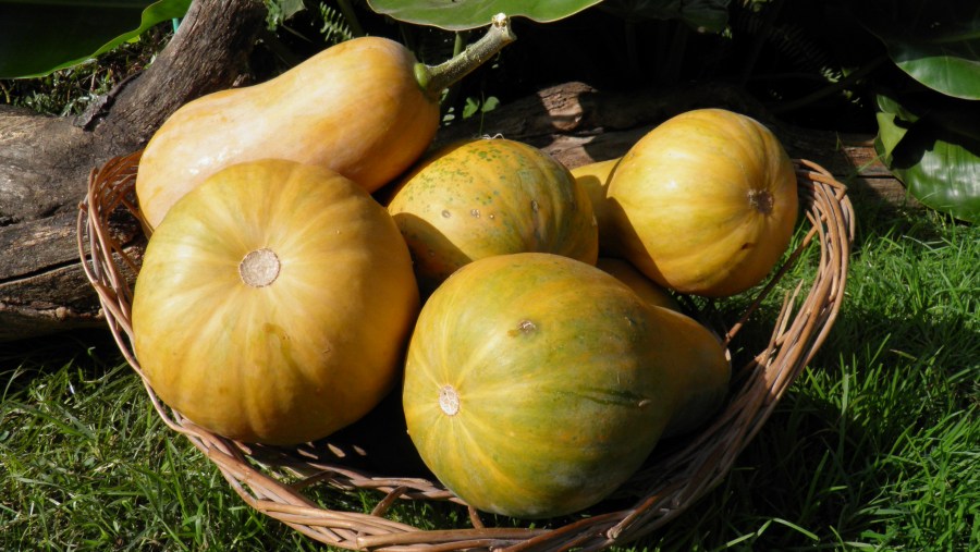 Legumes, refeições, colheita, abóbora, zapallos