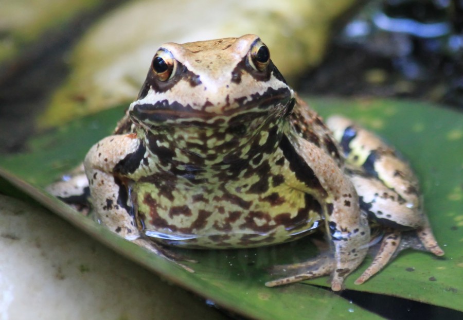 sapo, selva, animais, tropicais, trópico, um, fauna, natureza,