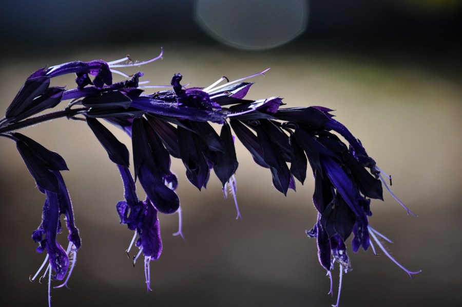 Fundo, fundos, folha, natureza, prata, violeta