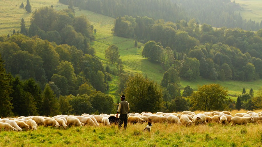 uma pessoa, pessoas, homem, idoso, idoso, campo, cena rural, ovelha, ovelha, pastor, pastoreio, trabalho, ovelha, paisagem,