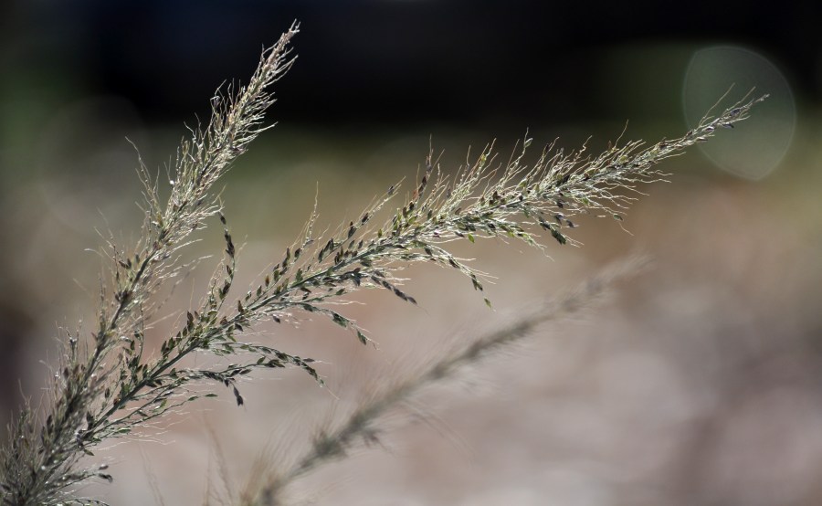 Outono, outonal, natureza, picos