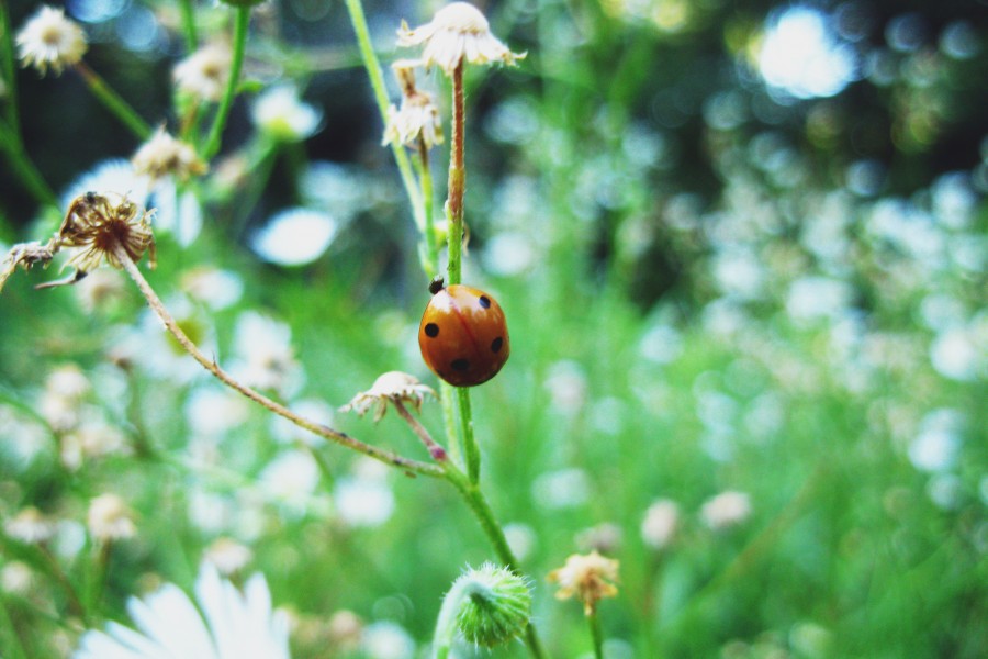 Coccinellidae, natureza, jardim, inseto, Vaquita de San Antonio, mosqueado, manchas, um, primavera,