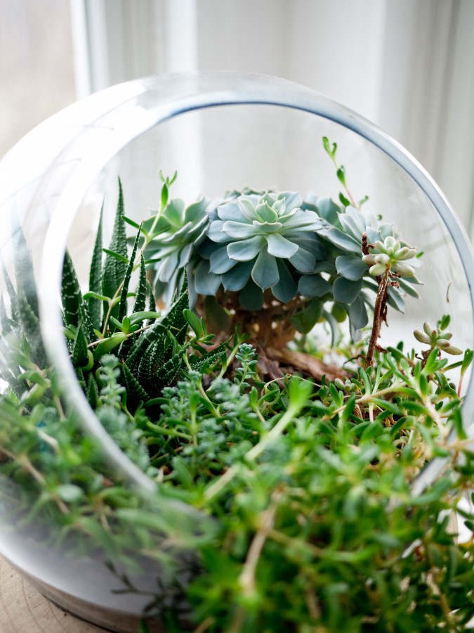 flowerpot, planta, plantas, natureza, ecosystem, verde,