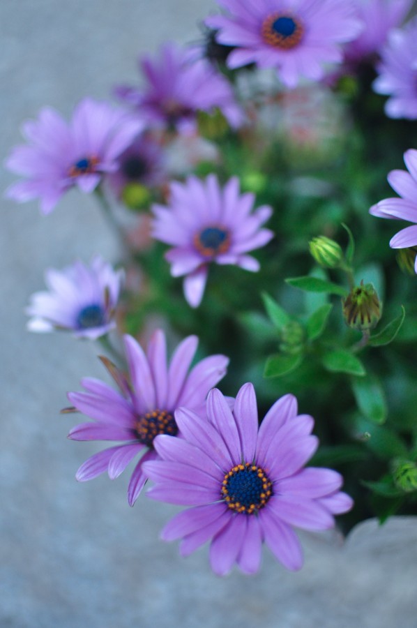 flores, primavera, jardim, planta, terra, flor, broto, broto, broto, margarida, lilás, natureza, verde, folhas, pólen, roxo Osteospermum