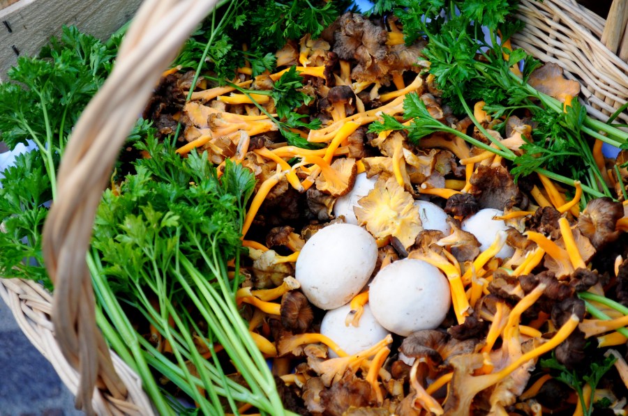 fungo, cogumelos, champignone, champignones, natureza, refeições, comer, fresco, frescor,