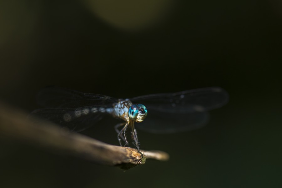 inseto, libélula, close-up, natureza,