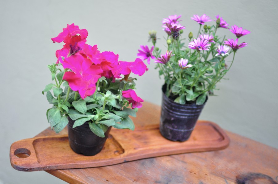 flores, primavera, jardim, planta, terra, flor, broto, broto, bud, margarida, lilás, natureza, verde, folhas, pote, madeira, mesa