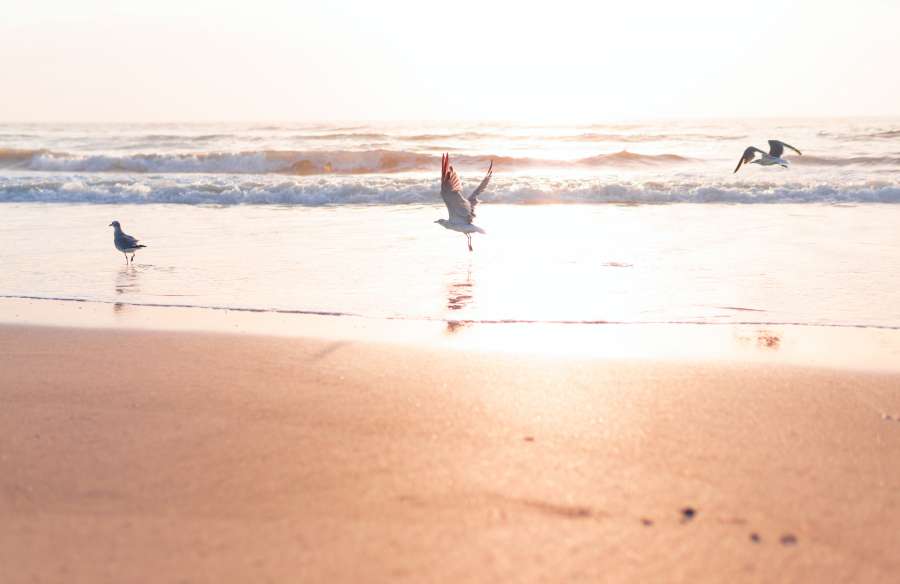 nascer do sol, pôr do sol, praia, sol, natureza, água, céu, oceano, gaivota, mar, voar, paisagem, verão, silhueta, férias, pássaro, azul, viagem, luz, ao ar livre, horizonte, voo, bela, liberdade, pássaros, luz solar, costa, vida selvagem, areia, plano de fundo, ensolarado, animal, amarelo, amanhecer, gaivota, costa, noite, tropical, pena, isolado, nuvens, branco, linha do horizonte, claro, San Diego, Califórnia, EUA

