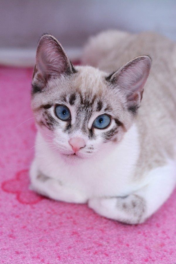 gatinho, bebê gato, animais jovens, agressivo, caça, gato, pele, adorável, animais, carnívoros, fofo, cabelo, bebê, mamífero, pata, animais de estimação, brincalhão, retrato, puro sangue, pequeno, curioso, querido, fotos grátis, imagens grátis, gato doméstico, retrato de cabeça animal, gato enrugado, bonito, gatinho, animais, fotografia, olhando para câmera, animal doméstico, animal jovem, cor, dia, dentro de casa, animal de estimação, ninguém, olho de Animais, Partes do corpo animal Temas animais, animal adorável, animal de estimação, peludo, juba, cores, cabelos, listras, felino, gatinho, micifuz, michino, madrileño, felido, gatuno