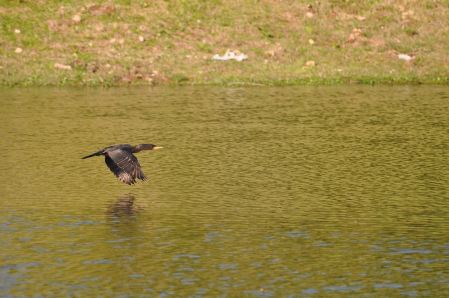 Um pato de animais, patos, voando, lago, verde