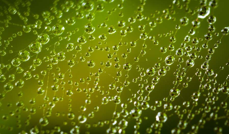 natureza, teia, orvalho, closeup, plano de fundo, molhado, gota, teia de aranha, aranha, macro, teia de aranha, água, rede, natural, detalhes, textura, rede, padrão, inseto, armadilha, design, seda, manhã, gota de chuva, conexão, brilho, geometria, fio, fechar, ninguém, névoa, perigo, gota, condensação, ao ar livre, gota de orvalho, grânulo, complexidade, decoração, teia de aranha, gotejamento, abstrato, luz, orvalhado, gota d'água, teia de aranha, verde, escuro, fechar -up, tom