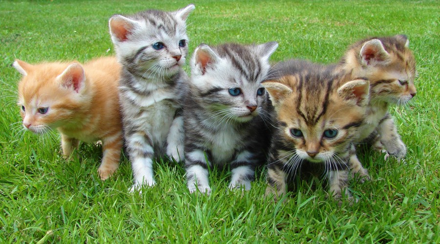 gatinhos, gatos pequenos, bebês, cinco gatinhos, grama, gramado, natureza, olhos azuis, ouro, malhado, cinza, gatinho, gato bebê, animais jovens, agressivo, caça, gato, pele, linda, animais, carnívoros, bonito, fofo, cabelo, bebê, mamífero, pata, animais de estimação, brincalhão, retrato, puro sangue, pequeno, curioso, querido, fotos grátis, imagens grátis, gato doméstico, retrato de cabeça animal, gato enrolado, bonito, gatinho, animais, fotografia, Olhando para a câmera, Animal de estimação, Animal jovem, Cor, Dia, Horizontal, Dentro de casa, Animal de estimação, Ninguém, Olho de animal, Parte do corpo animal Temas animais, Um adorável, fofinho, animal de estimação, peludo, juba, cores, cabelos listras, felino, gatinho, micifuz, michino, madrileño, felido, gatuno