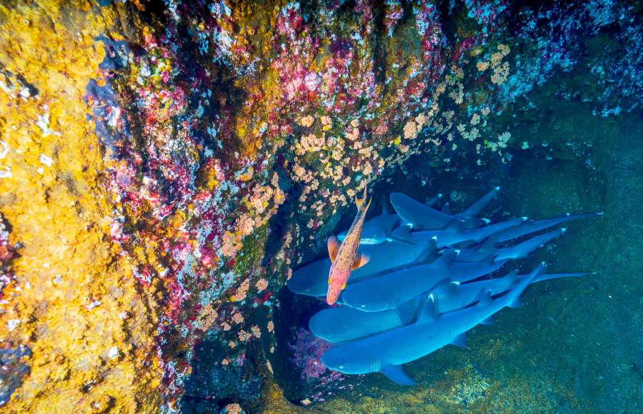 natureza, caribe, mar, tubarões, tubarão, recife, coral, grupo, seabed, oceânicos,
