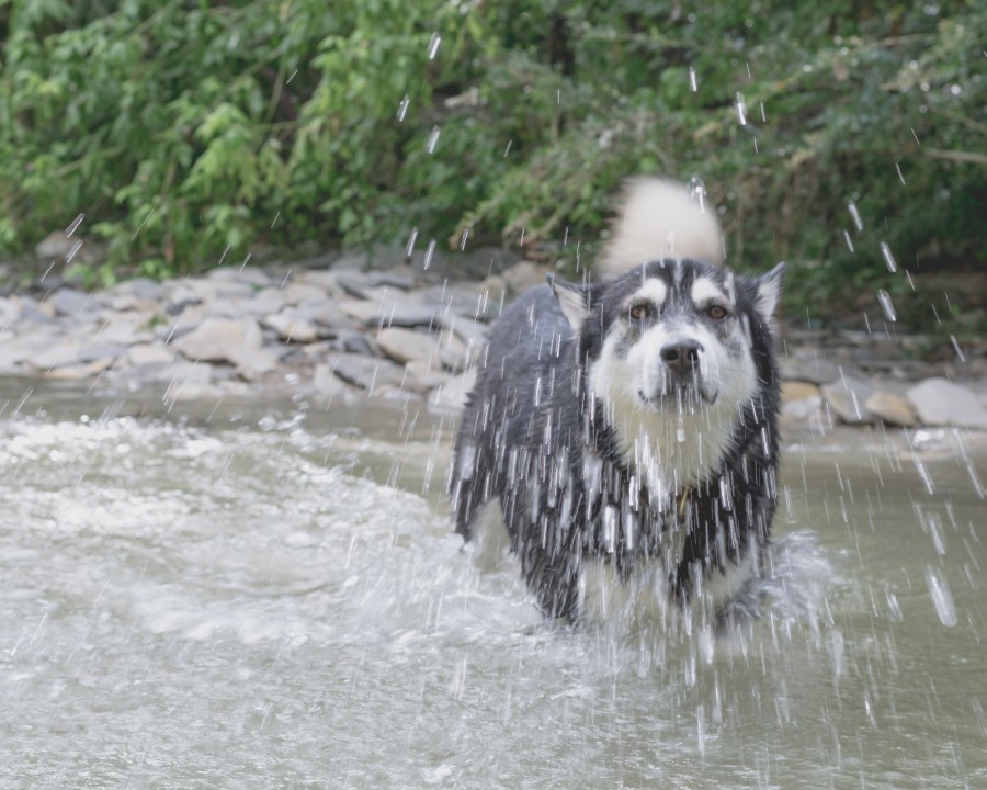 animais cão, animal de estimação, rio, água, verão, refrescar, jogar,
