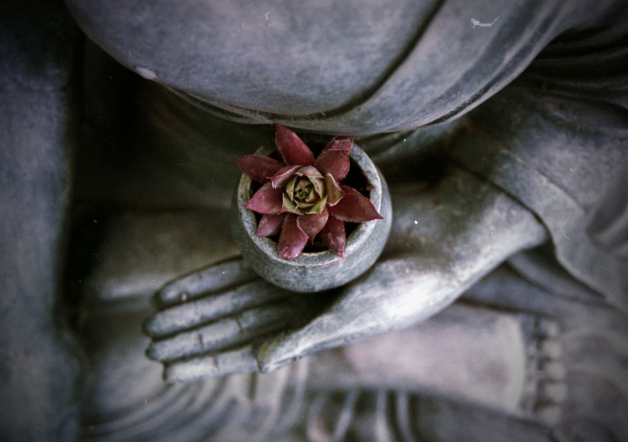 flor de lótus, estátua, buda, conceito, religião, meditar, meditação, equilíbrio,