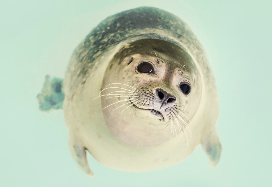 selo, animais selvagens, close-up, macio, natureza, marinho, vida selvagem,