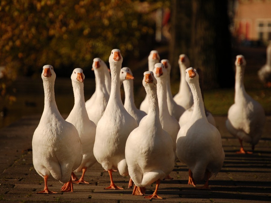 Ganso, gansos, holanda, pássaro, pássaros, animais, muitos, frente, vista, família, fundo, fundo,