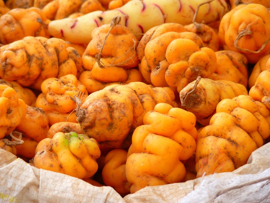 batata, batata, papinha, andina, andina, pequena, refeições, vegetais,