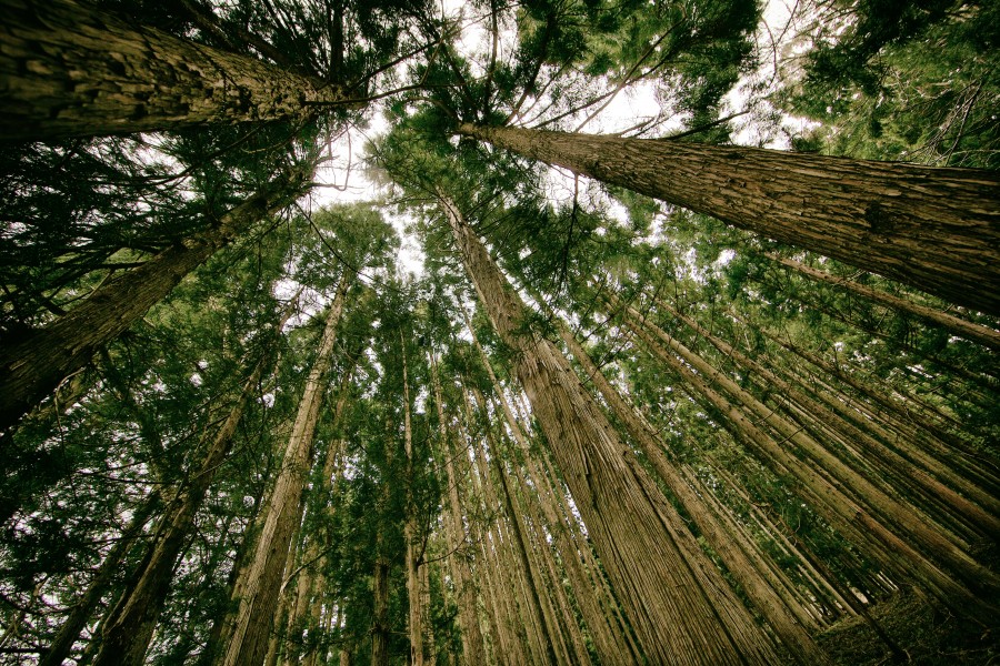 floresta, natureza, paisagem, ao ar livre, exterior, vista inferior, árvore, árvores,
