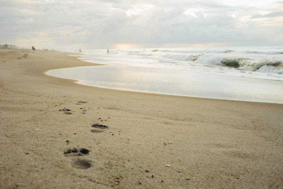 pegada, pegadas, praia, mar, dia, caminhada, conceito, ninguém, paisagem, pôr do sol,
