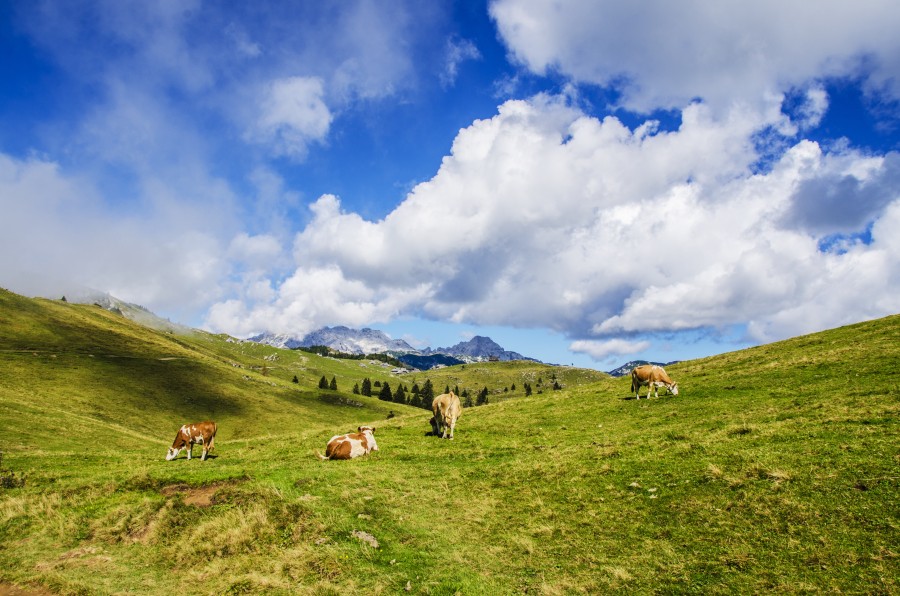 vaca, vacas, gado, pastoreio, campo, paisagem, montanha, animal animais, rural, cena rural,