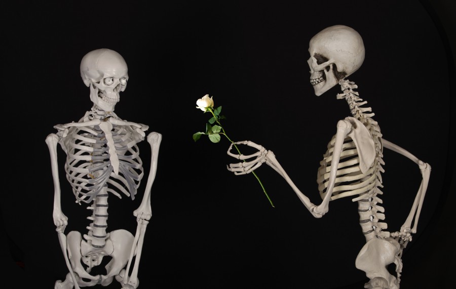 esqueleto, flor, parabéns, amizade, amor, ossos, esqueleto, fundo preto, rosa branca, conceito