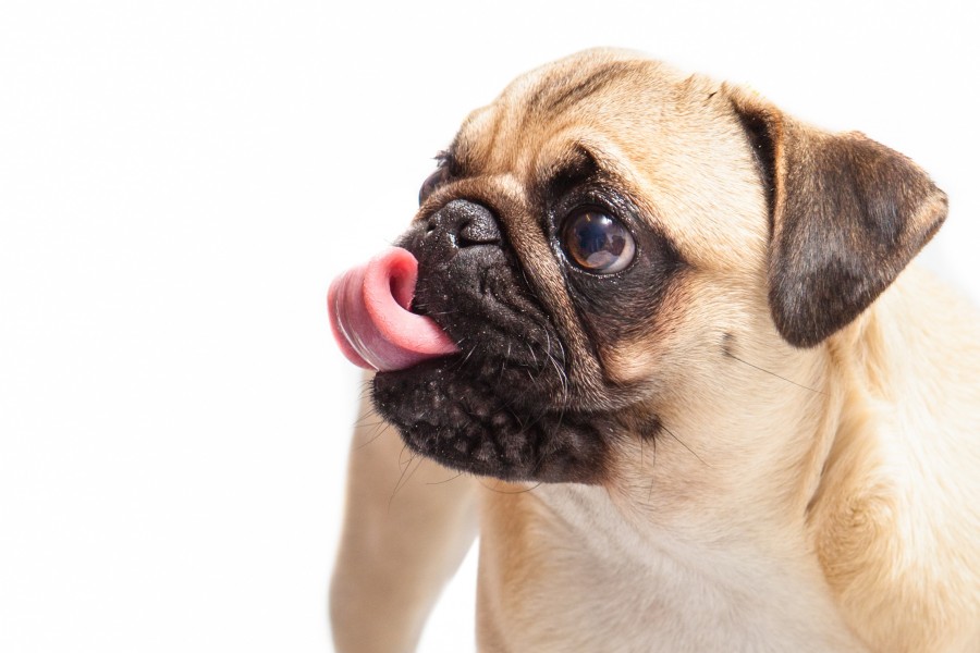 Pug Carlino cão, animal de estimação, animais fofos, língua, carlino, engraçado, pug, fundo branco,