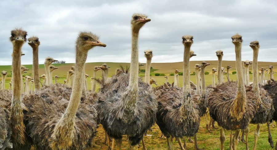 Avestruz, avestruzes, campo, pássaro, pássaros, muito, muitos, natureza,