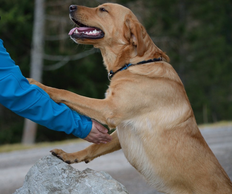 cão, animal de estimação, animais fiéis, amigo, homem, carícia, labrador, labrador retriever,