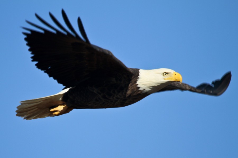 águia, águia americana, voando, ave, ave, voar, selvagem